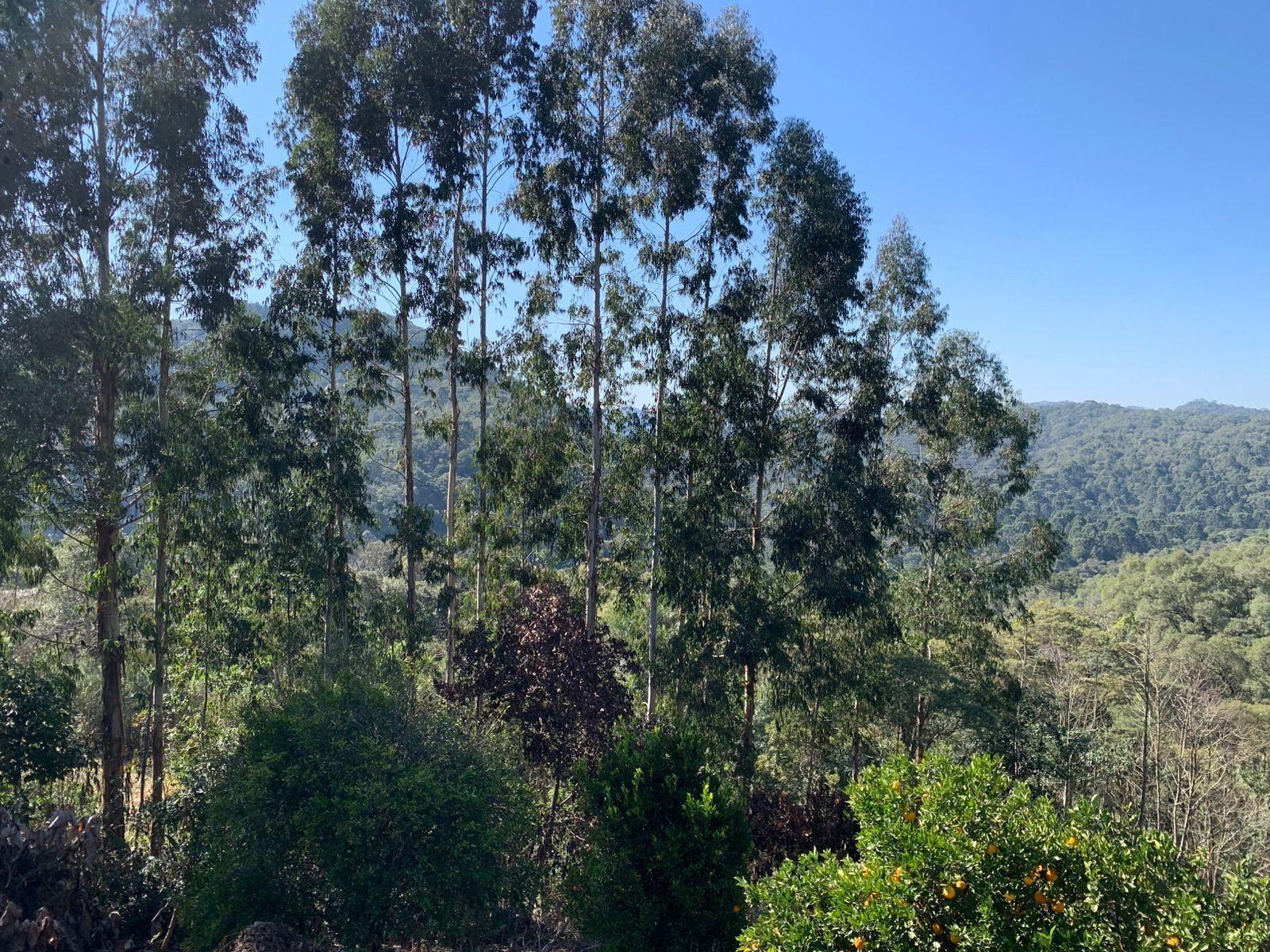 Chácara 4.600 m com casa e pomar à venda na Estrada Itambé C...