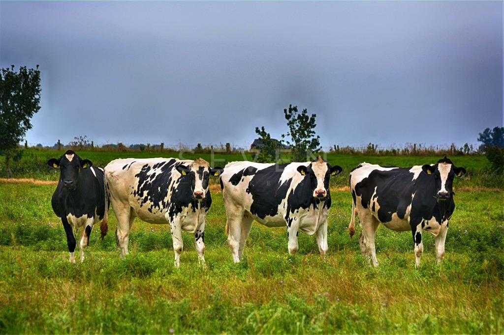 Fazenda com 5 dormitórios à venda,117960000.00 m , FOZ DO IGUA...