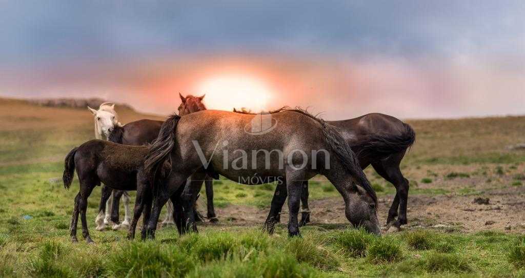 Fazenda com 5 dormitórios à venda,117960000.00 m , FOZ DO IGUA...
