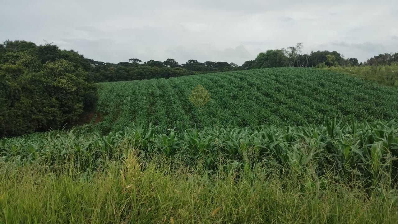 Ch?cara ? venda, 25.110 m2, Cachoeira - S?o Jos? dos Pinhais PR