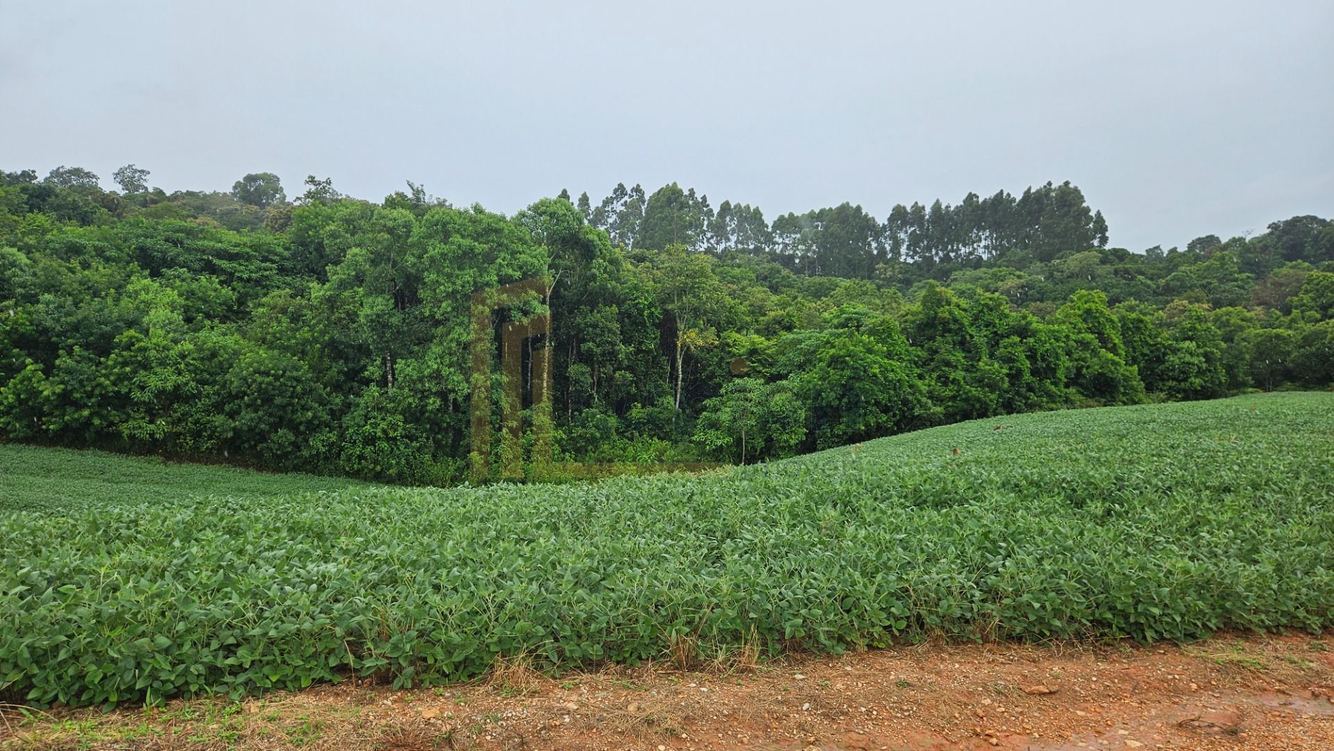 Área de 79.000 m  com 41.000 m  mecanizados  perfeita para cul...