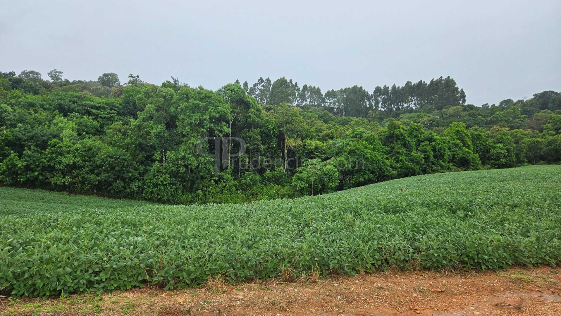 Área de 79.000 m  com 41.000 m  mecanizados  perfeita para cul...