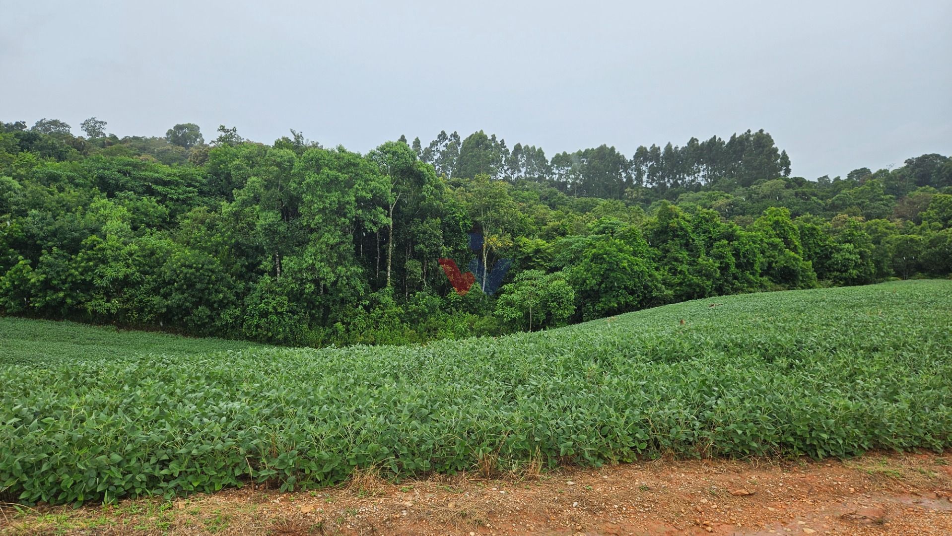 Área de 79.000 m  com 41.000 m  mecanizados  perfeita para cul...