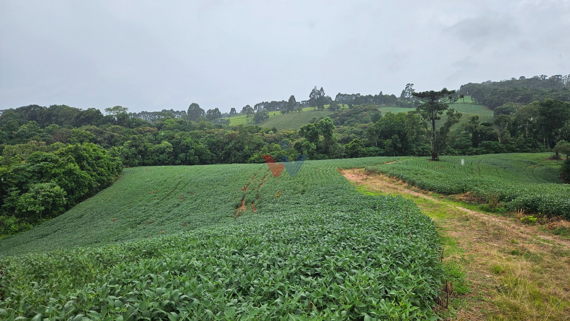 Área de 79.000 m  com 41.000 m  mecanizados  perfeita para cul...