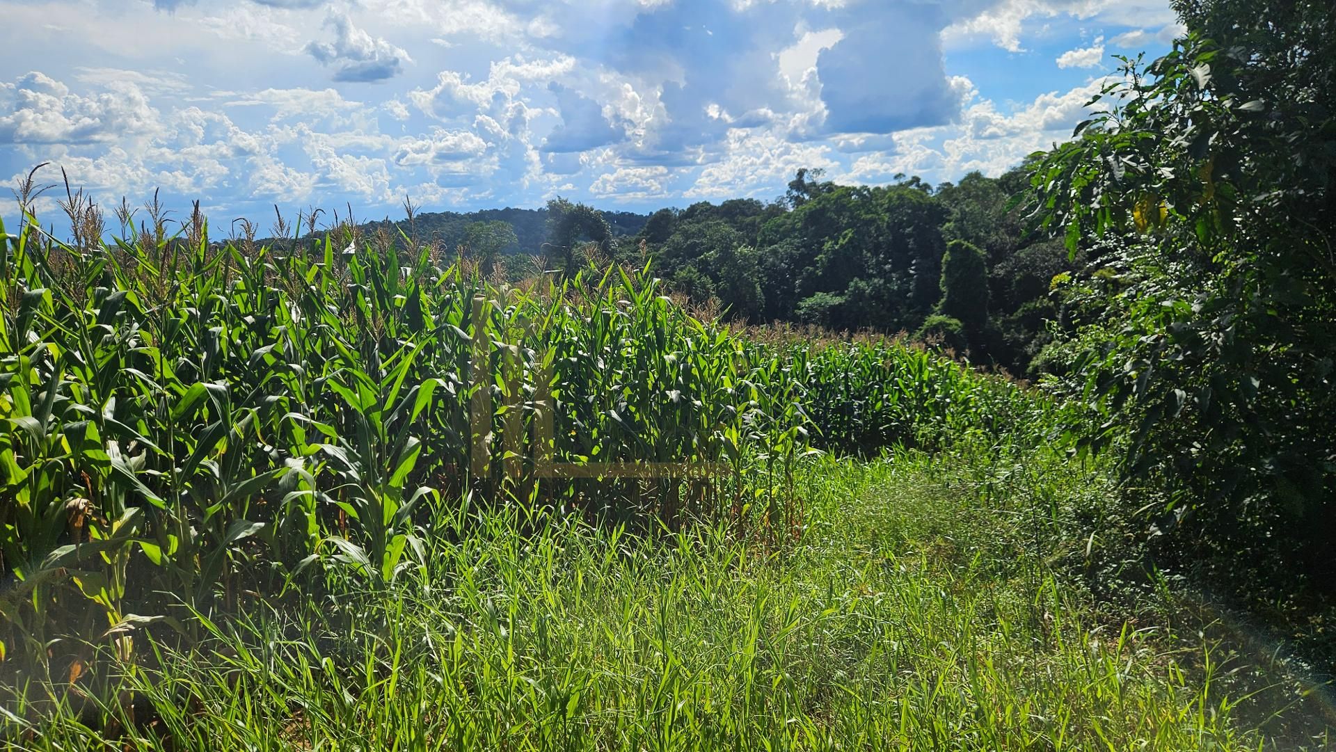 Área de 36.400m  para chácara com bosque e córrego em Catanduv...
