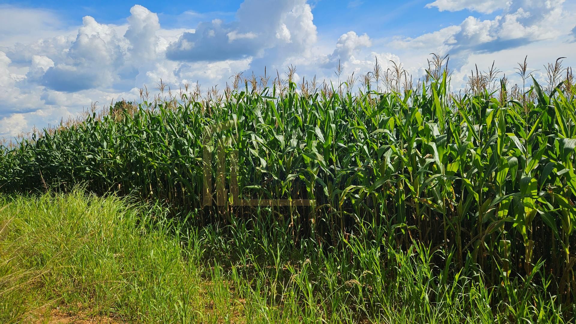 Área de 36.400m  para chácara com bosque e córrego em Catanduv...