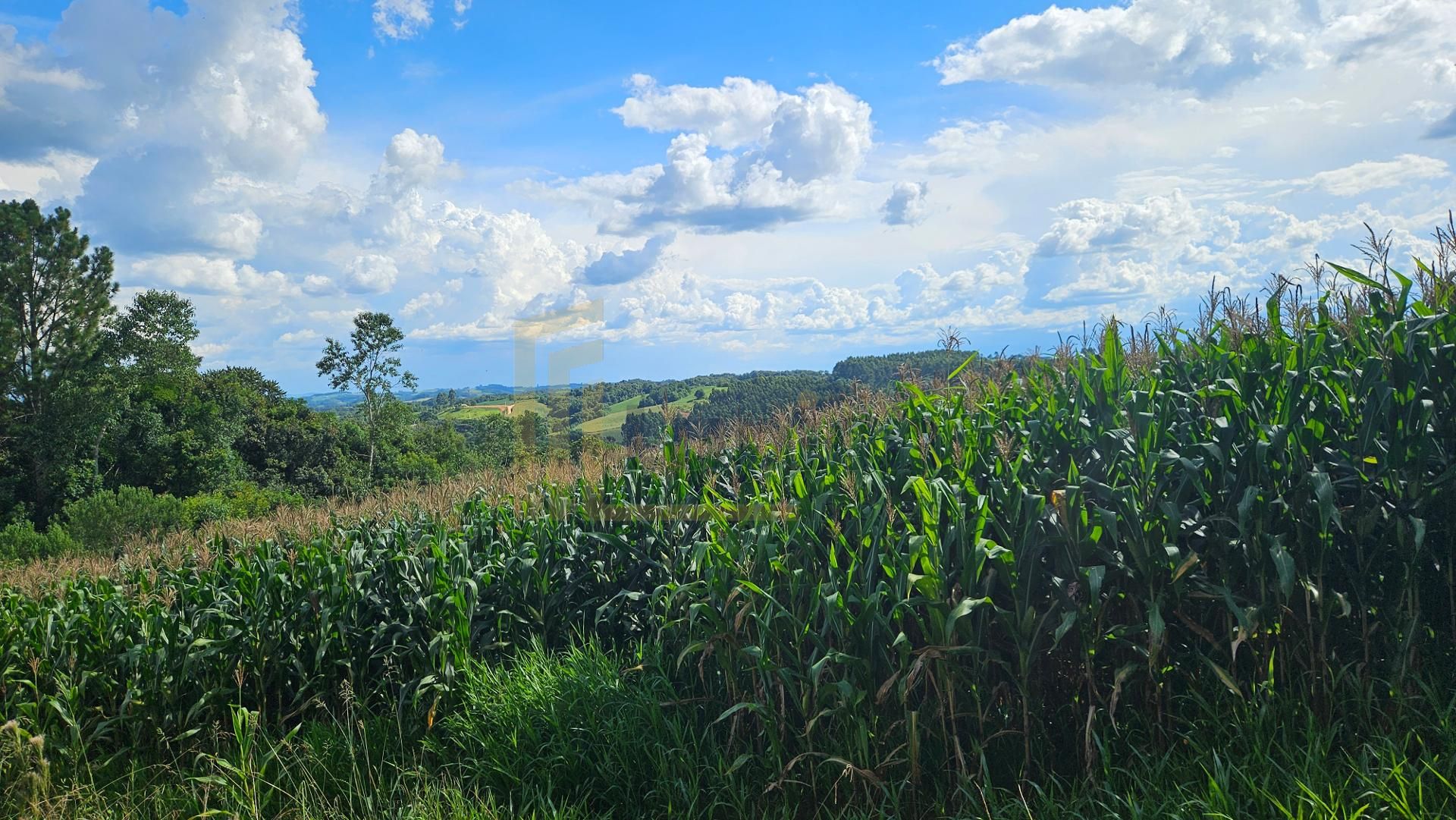 Área de 36.400m  para chácara com bosque e córrego em Catanduv...