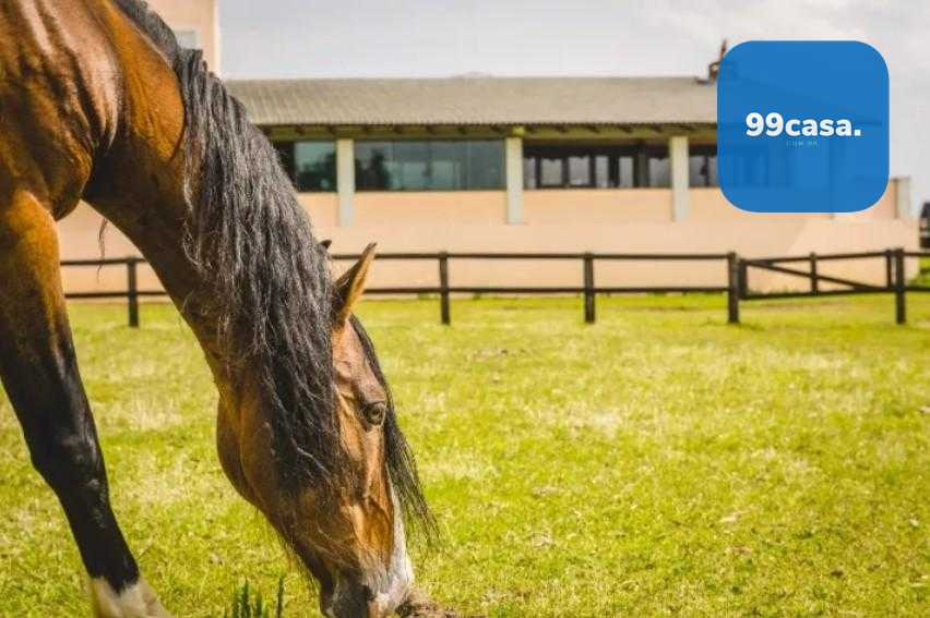 Haras de Alto Padrão em Curitiba  52 ha com Estrutura Completa...