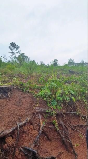 Terreno Rural 17 Alqueires à Venda Próximo a Campo Largo  Plan...