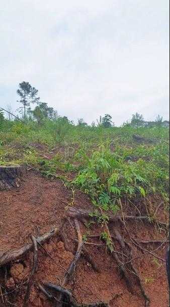 Terreno Rural 17 Alqueires à Venda Próximo a Campo Largo  Plan...
