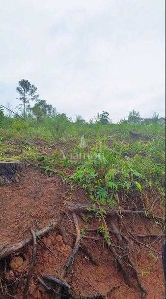 Terreno Rural 17 Alqueires à Venda Próximo a Campo Largo  Plan...