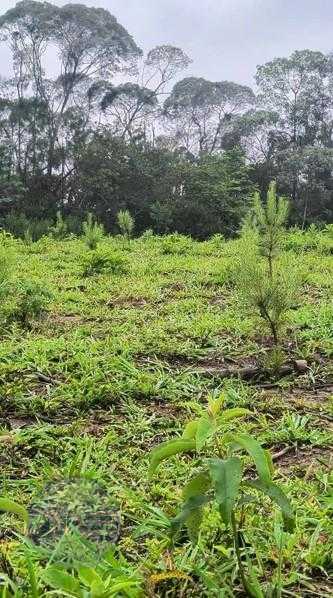 Terreno Rural 17 Alqueires à Venda Próximo a Campo Largo  Plan...
