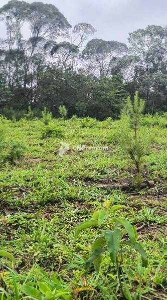 Terreno Rural 17 Alqueires à Venda Próximo a Campo Largo  Plan...