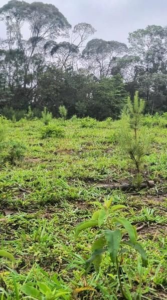 Terreno Rural 17 Alqueires à Venda Próximo a Campo Largo  Plan...