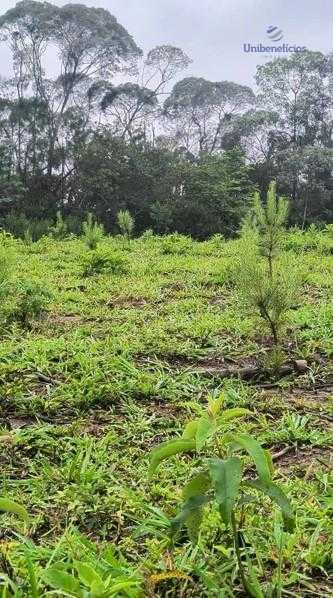 Terreno Rural 17 Alqueires à Venda Próximo a Campo Largo Plantação de Pinus e Eucalipto