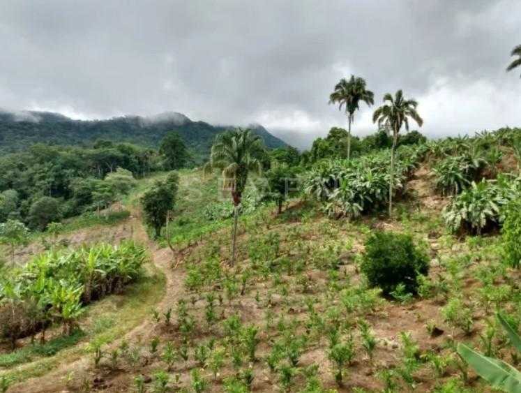 Sítio de 33 Hectares com Produção Agrícola e Potencial para Tu...