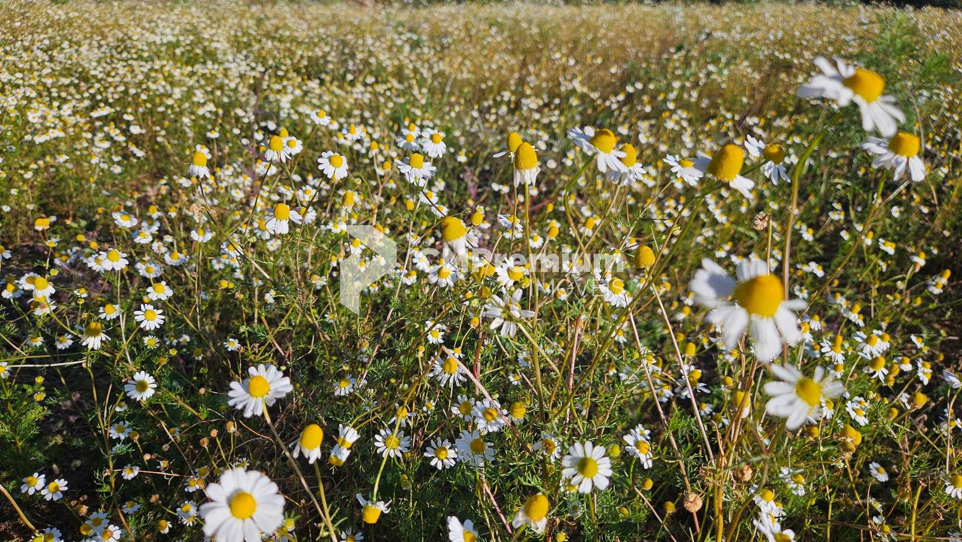 Área Rural de 7 Alqueires, 169.400m  com Rio e Córrego  Próxim...