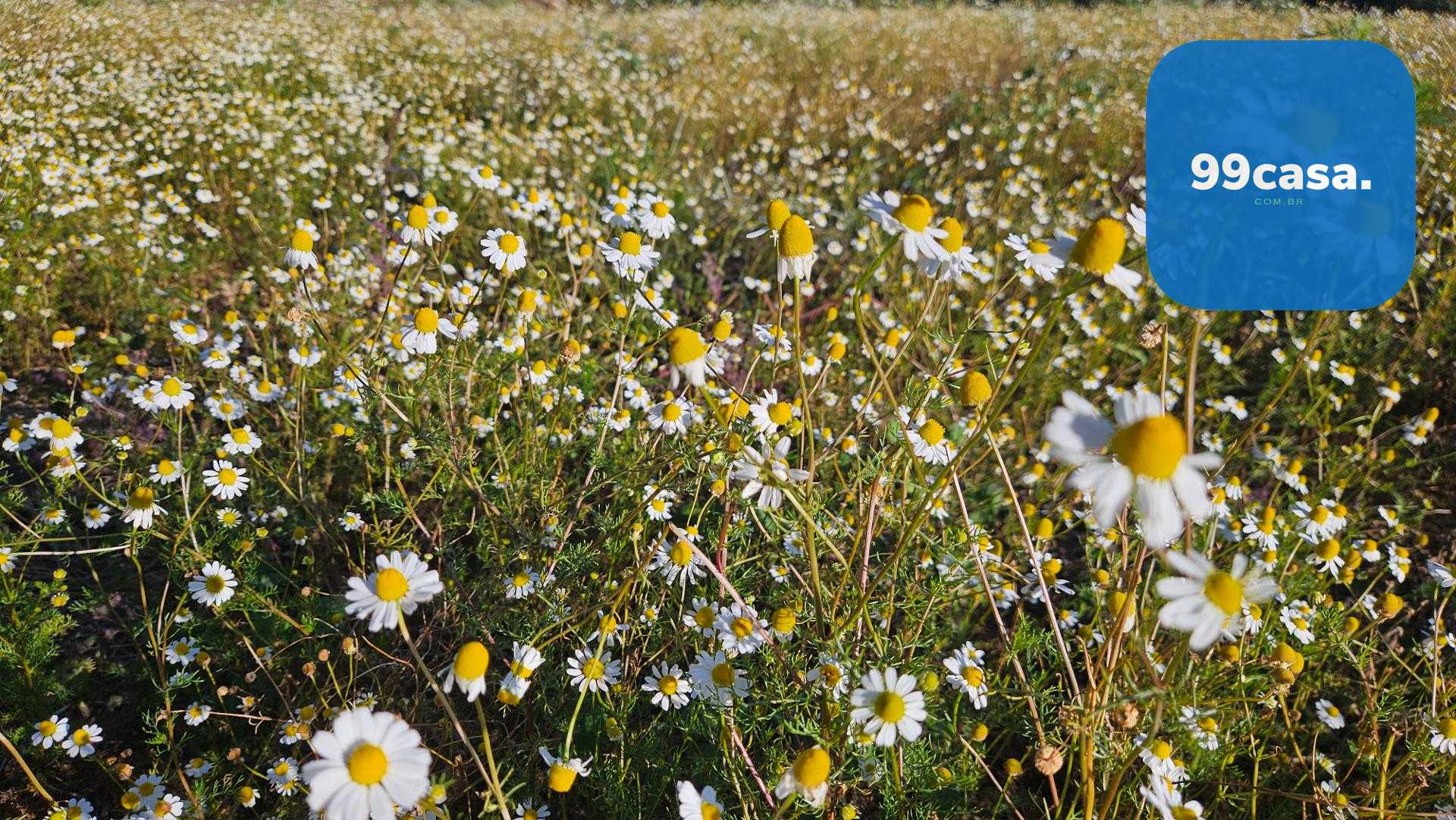 Área Rural de 7 Alqueires, 169.400m  com Rio e Córrego  Próxim...