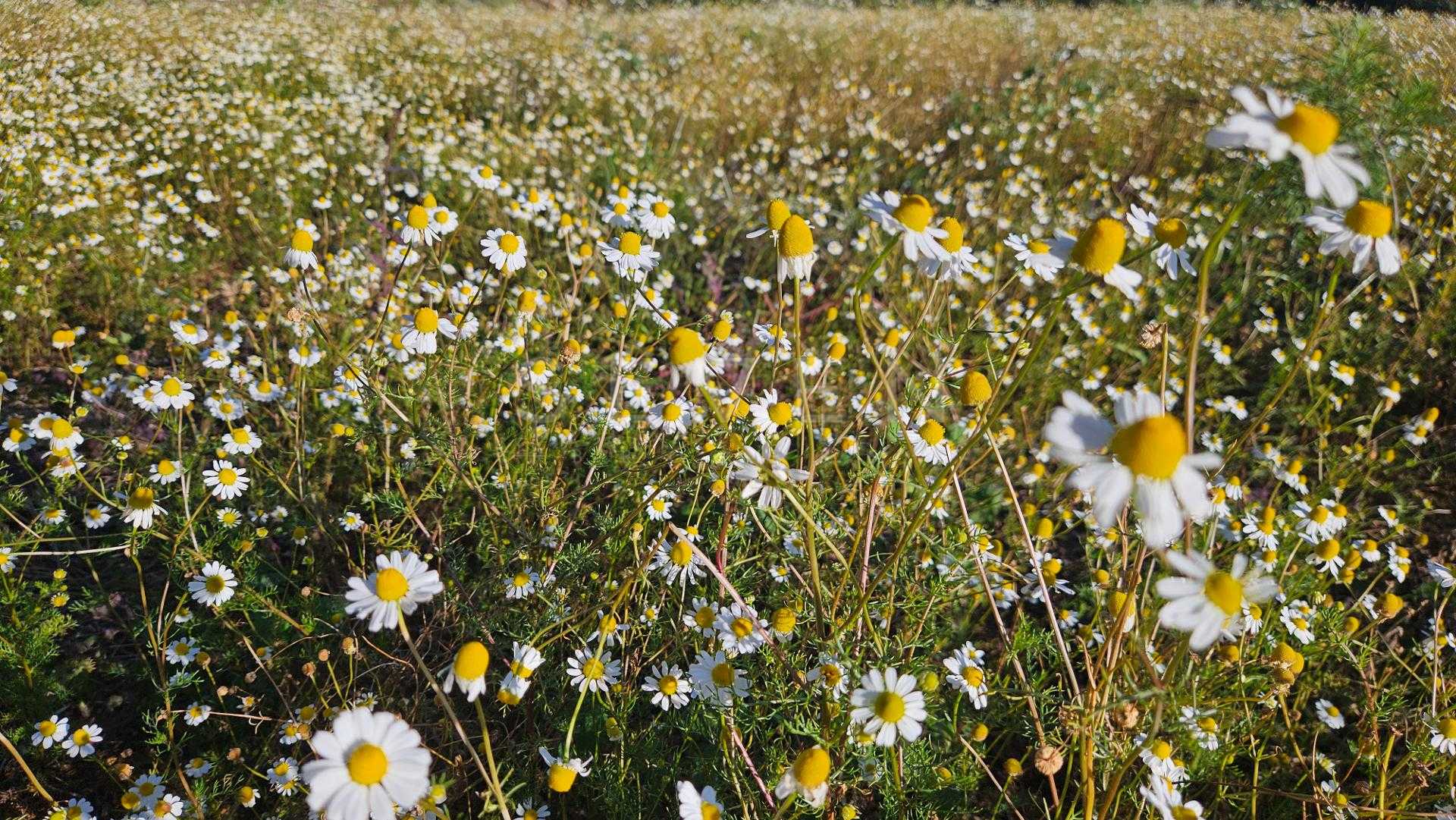 Área Rural de 7 Alqueires, 169.400m  com Rio e Córrego  Próxim...