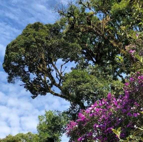 Chácara com 3 dormitórios à venda,5000.00 m , Recreio da Serra...