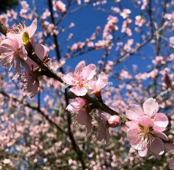 Chácara com 3 dormitórios à venda,5000.00 m , Recreio da Serra...