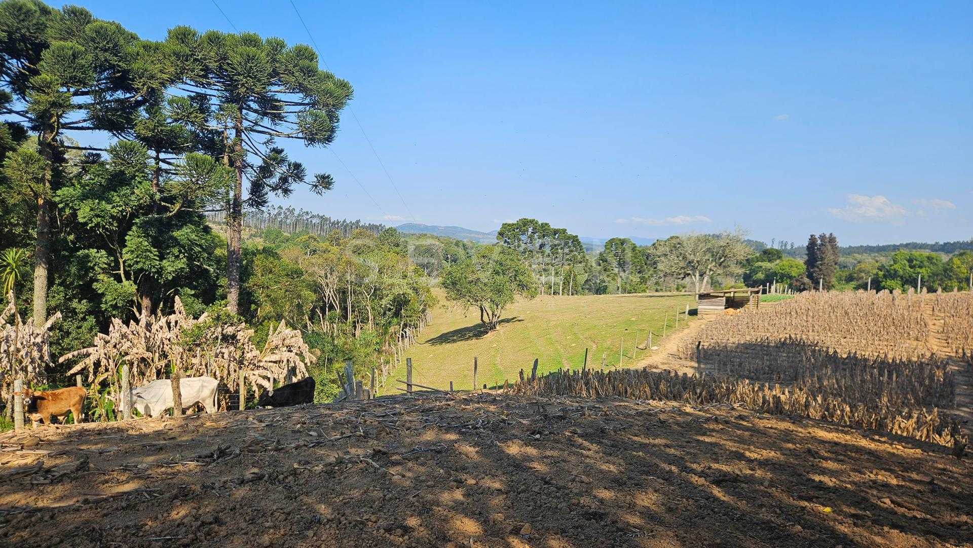 Chácara 20.000 m  em Mandirituba  Casa, pomar, nascentes e açude