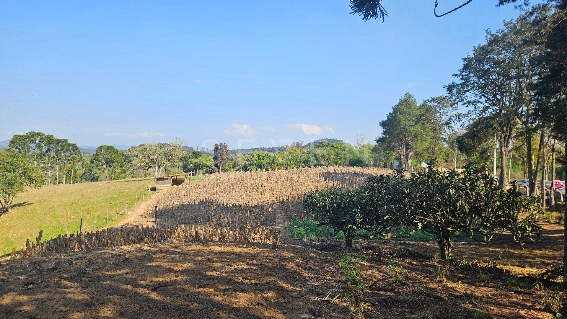 Chácara 20.000 m  em Mandirituba  Casa, pomar, nascentes e açude