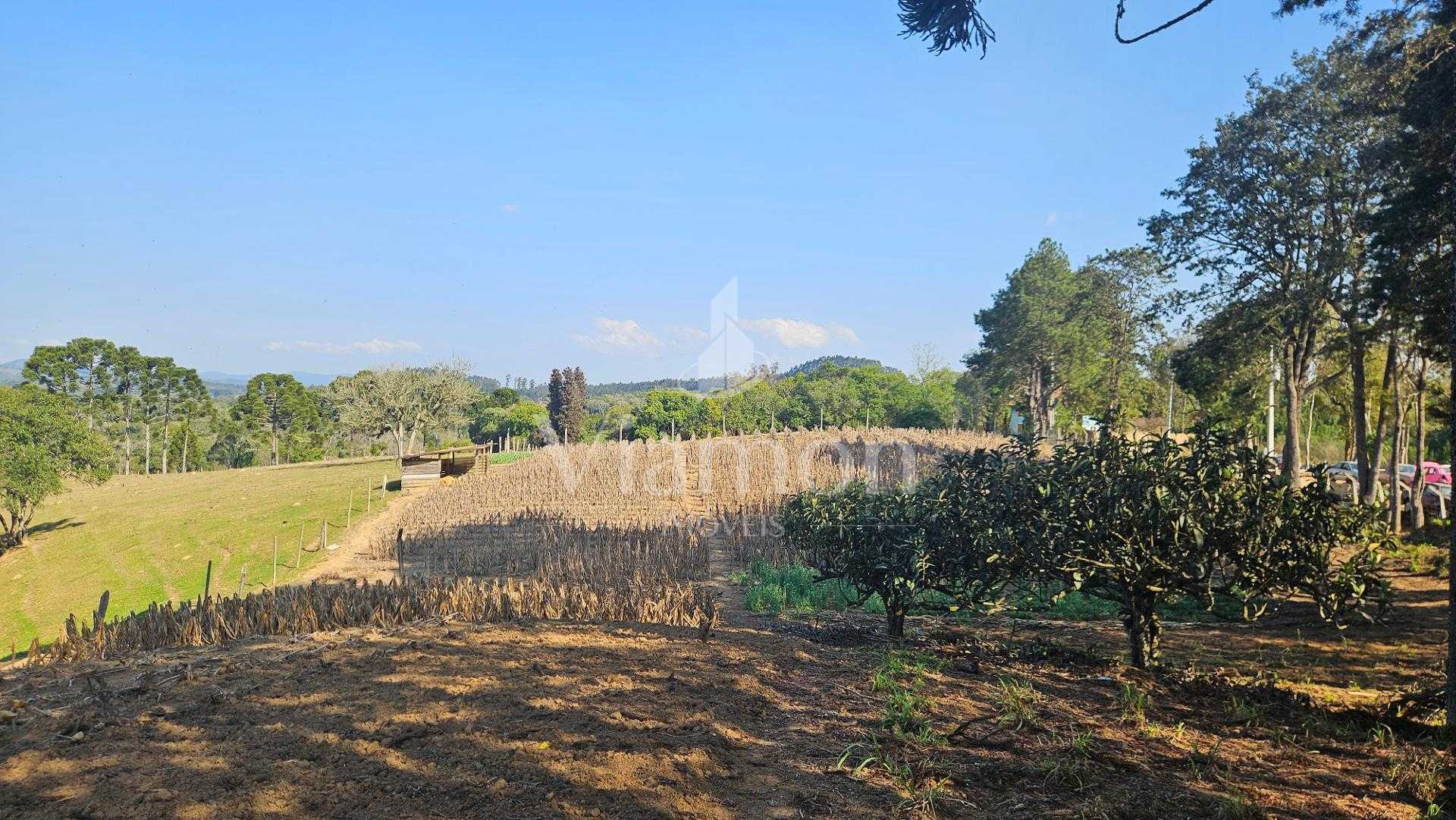 Chácara 20.000 m  em Mandirituba  Casa, pomar, nascentes e açude