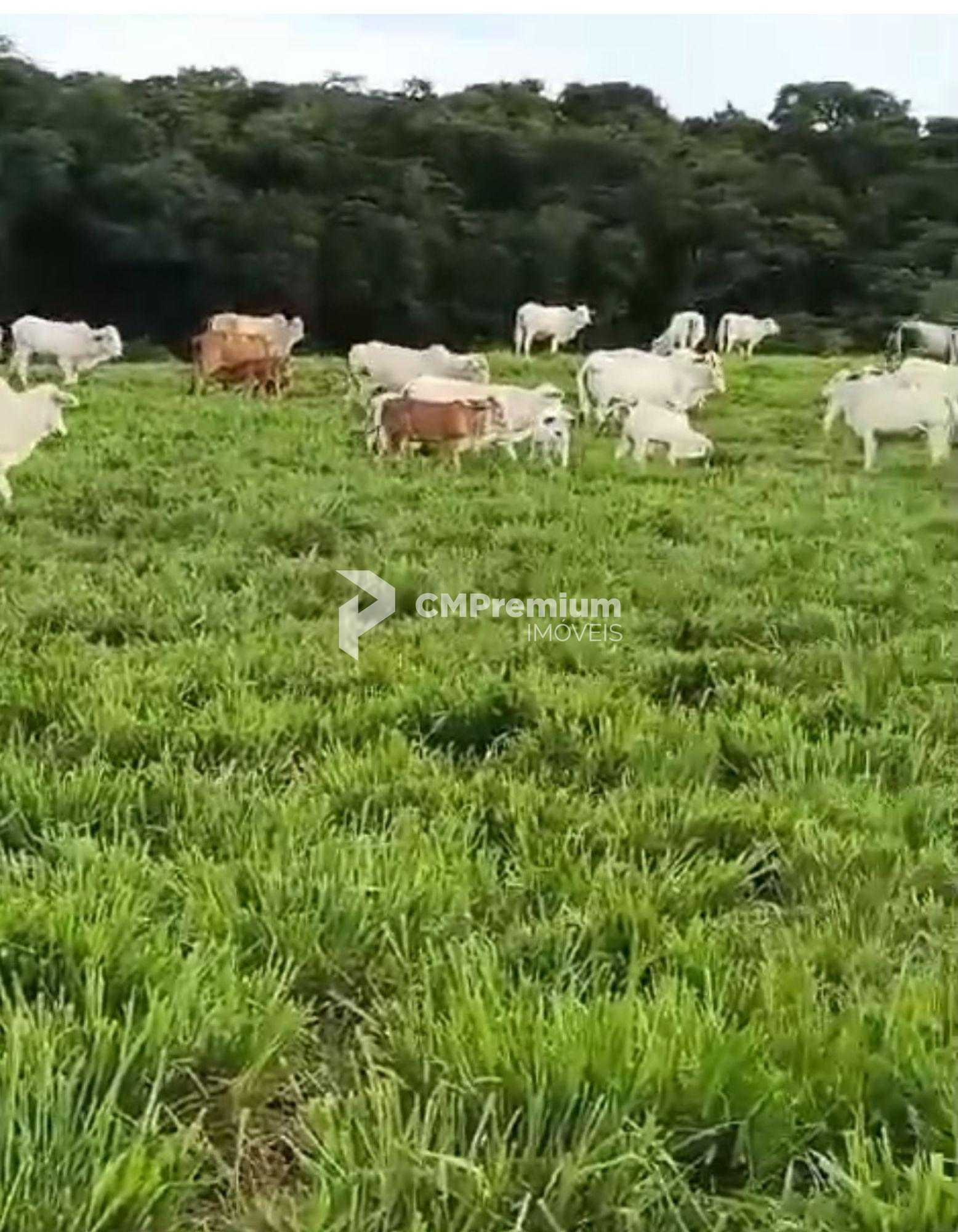 Fazenda à Venda em Prudentópolis  22 Alqueires, Estrutura Comp...