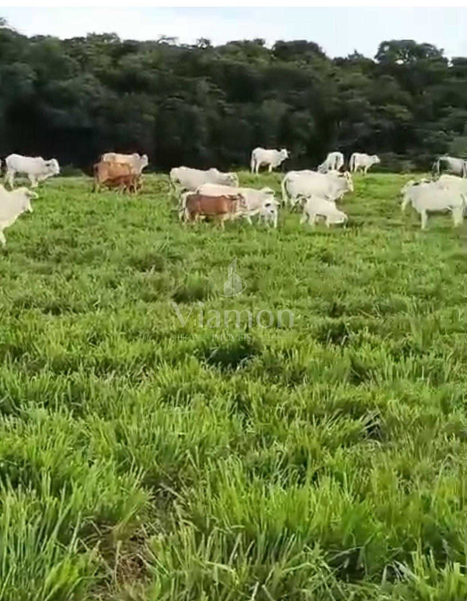 Fazenda à Venda em Prudentópolis  22 Alqueires, Estrutura Comp...
