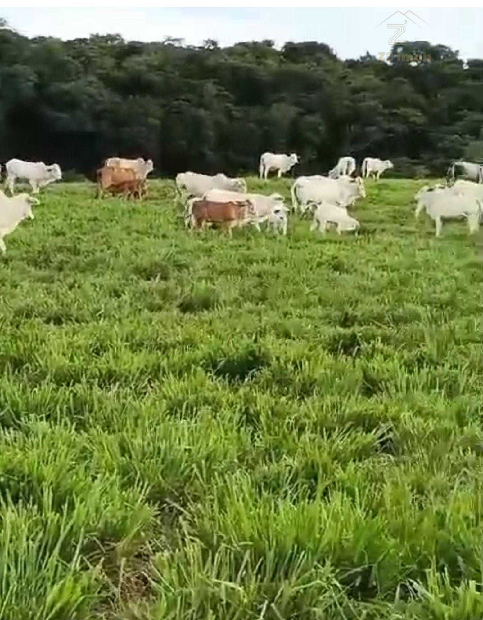 Fazenda à Venda em Prudentópolis  22 Alqueires, Estrutura Comp...