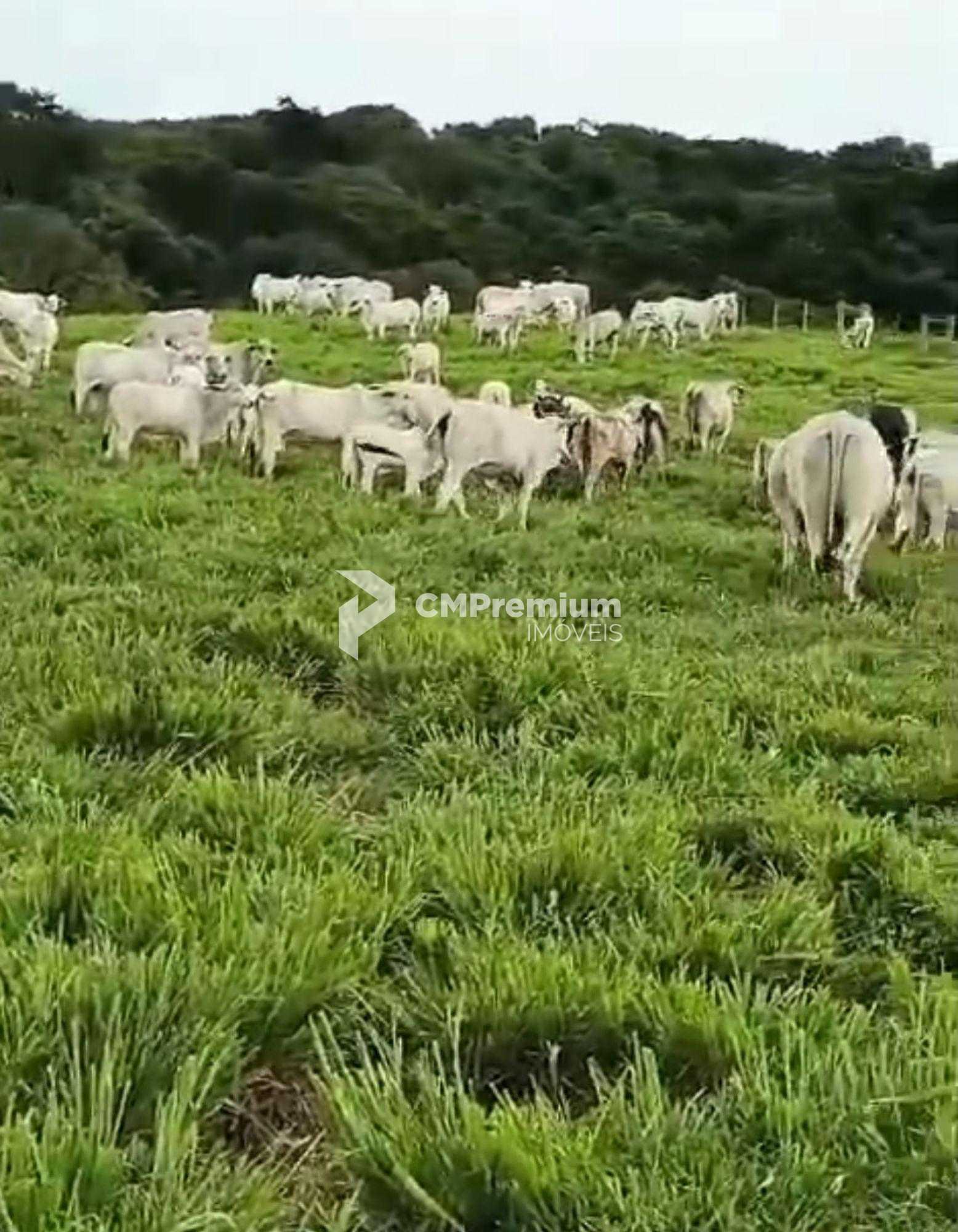 Fazenda à Venda em Prudentópolis  22 Alqueires, Estrutura Comp...