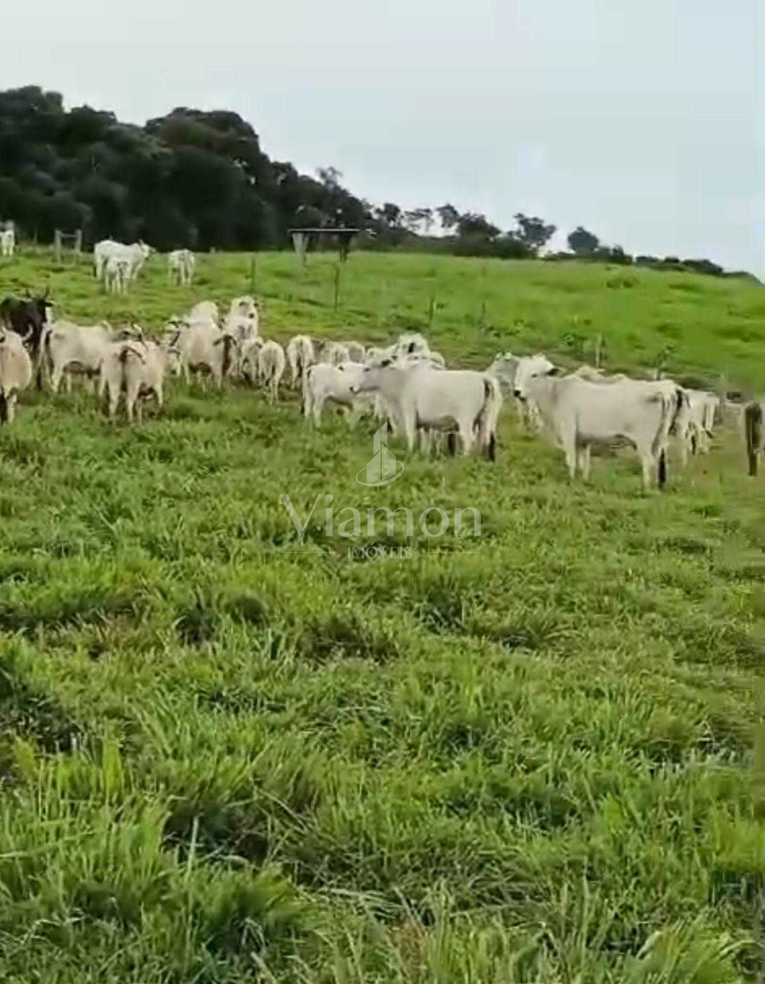 Fazenda à Venda em Prudentópolis  22 Alqueires, Estrutura Comp...