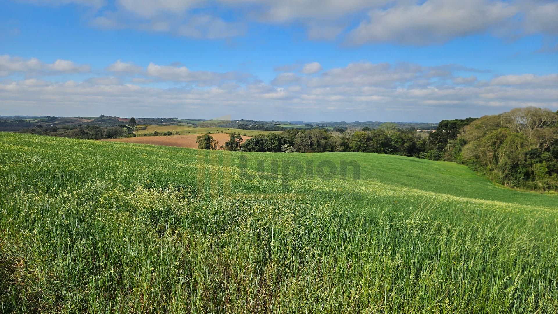 Chácara 20.000m  em Araucária  Frente Asfalto, Vista Linda e Z...