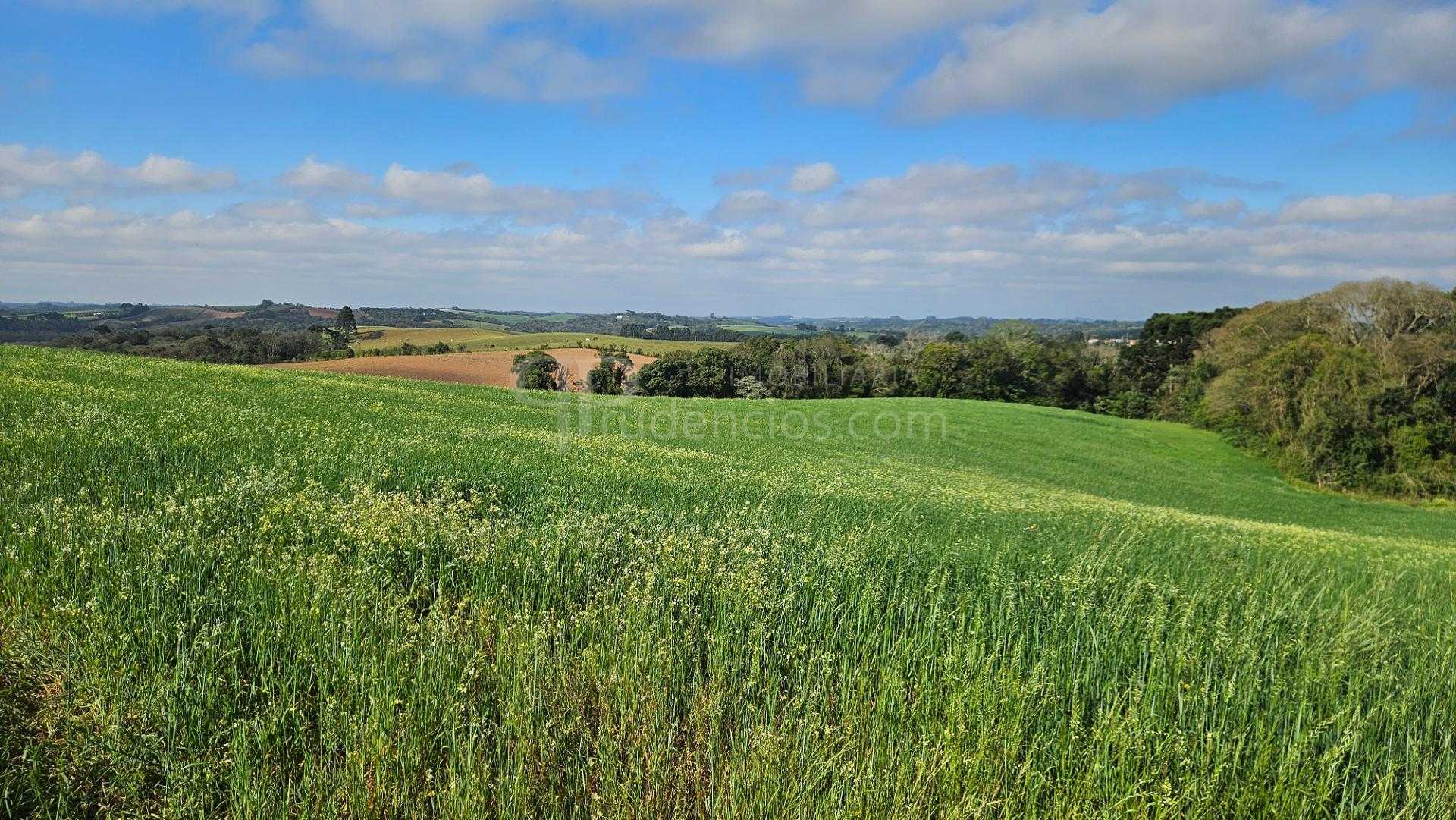 Chácara 20.000m  em Araucária  Frente Asfalto, Vista Linda e Z...