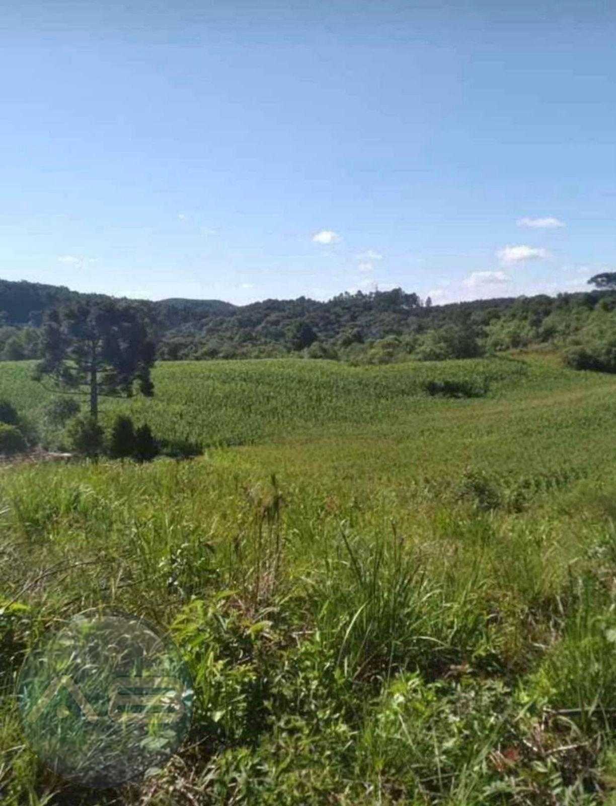 Terreno para Ch?cara em Mandirituba  6.050 m  Pr?ximo ? BR-116