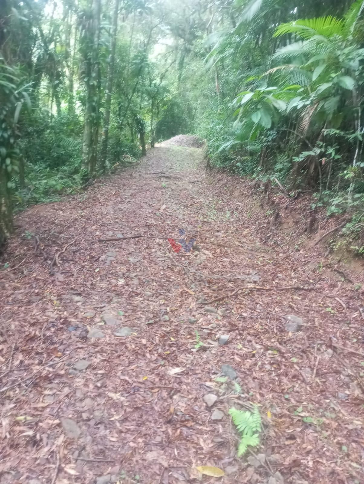 38.000m  na Serra do Mar | Área na Estrada da Graciosa  R  80...