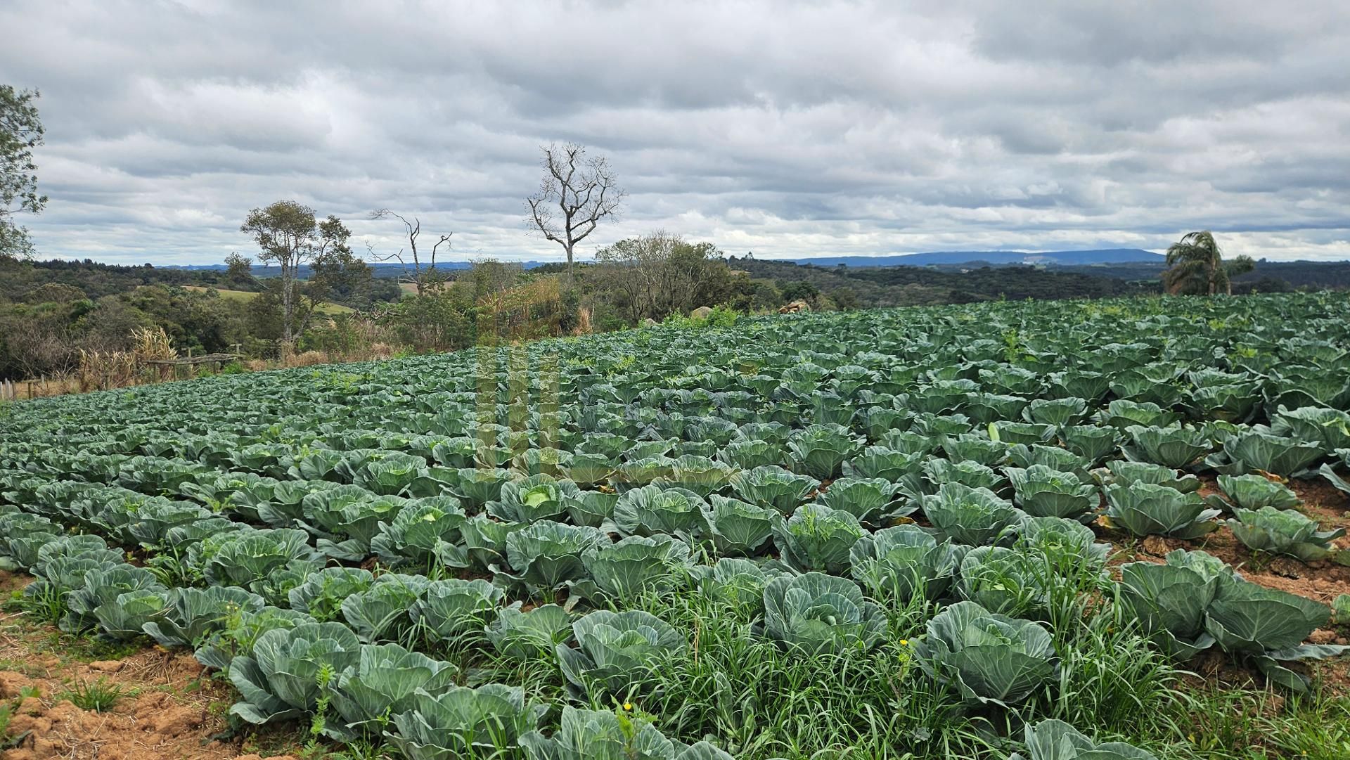 Chácara com Nascente, Vista Incrível e 44 Mil m  entre Araucár...