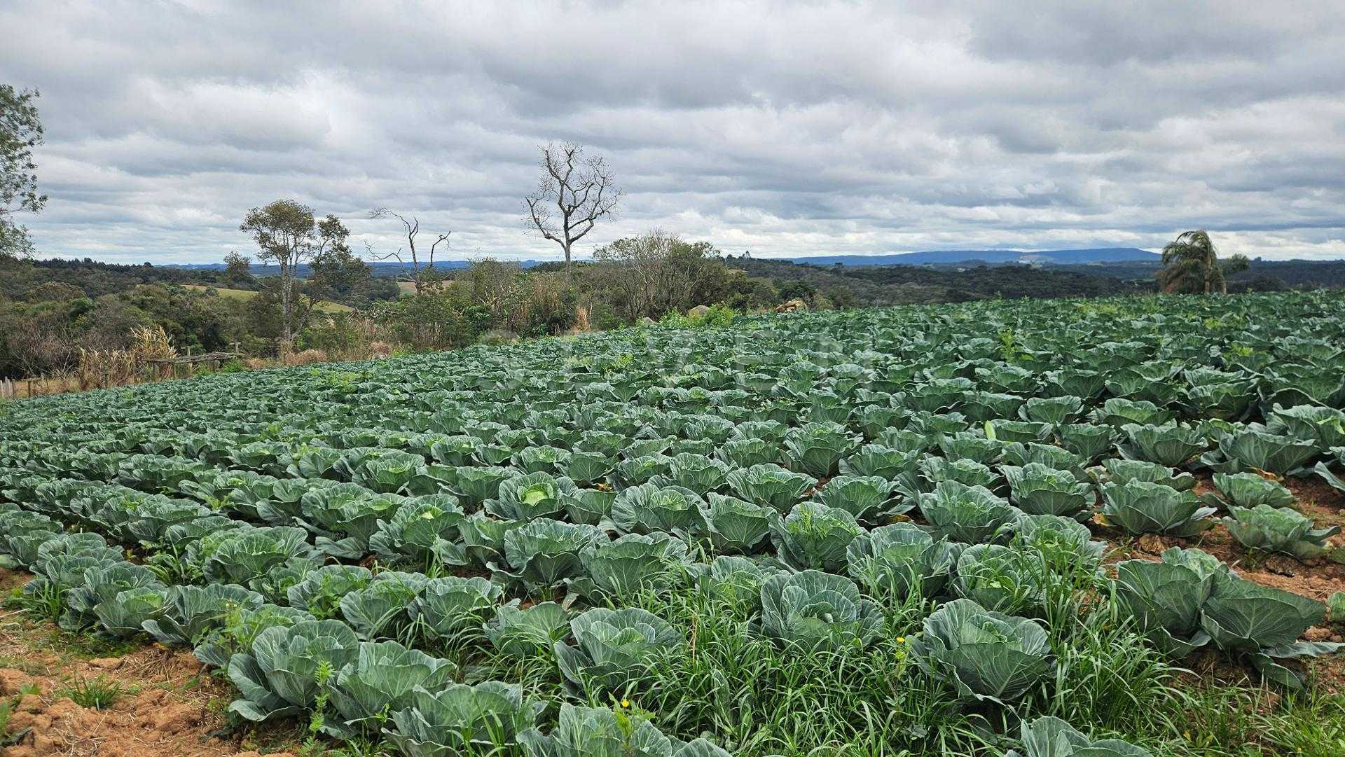 Chácara com Nascente, Vista Incrível e 44 Mil m  entre Araucár...