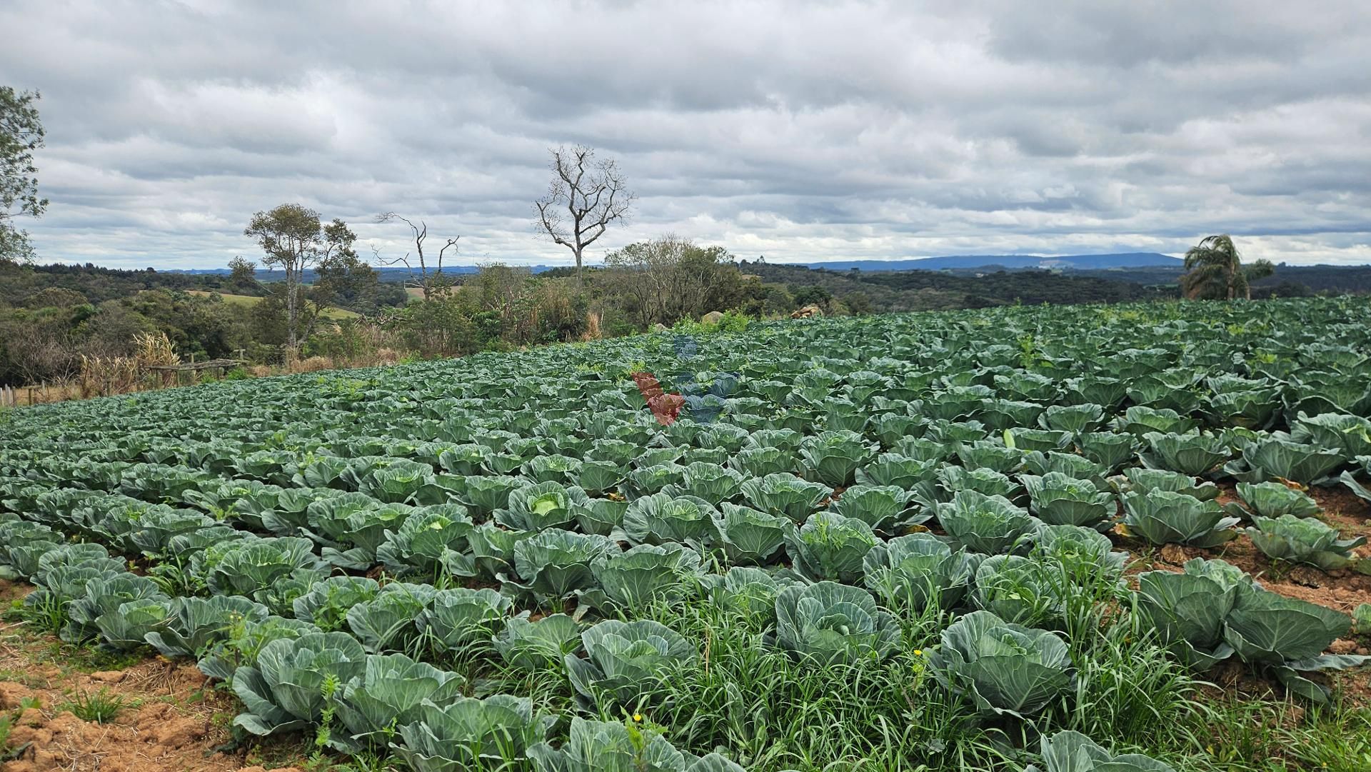 Chácara com Nascente, Vista Incrível e 44 Mil m  entre Araucár...