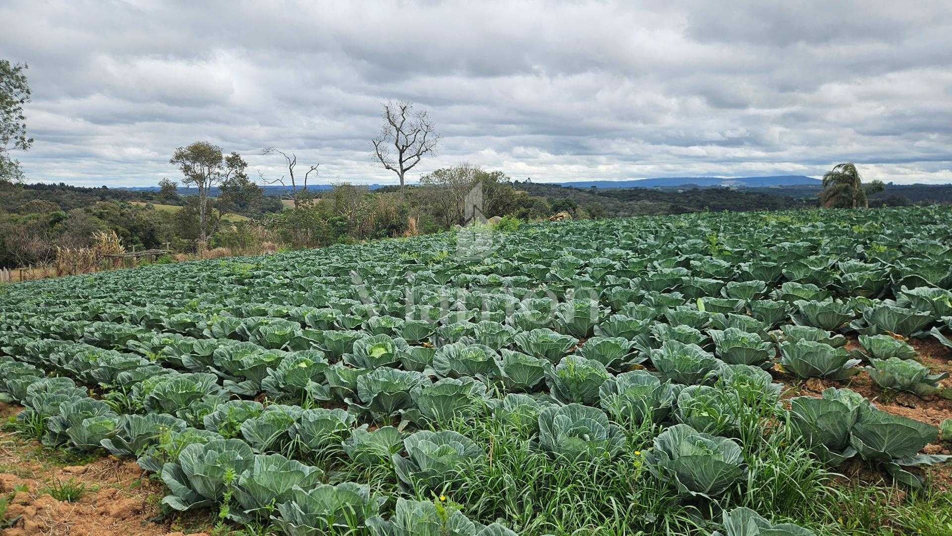 Chácara com Nascente, Vista Incrível e 44 Mil m  entre Araucár...