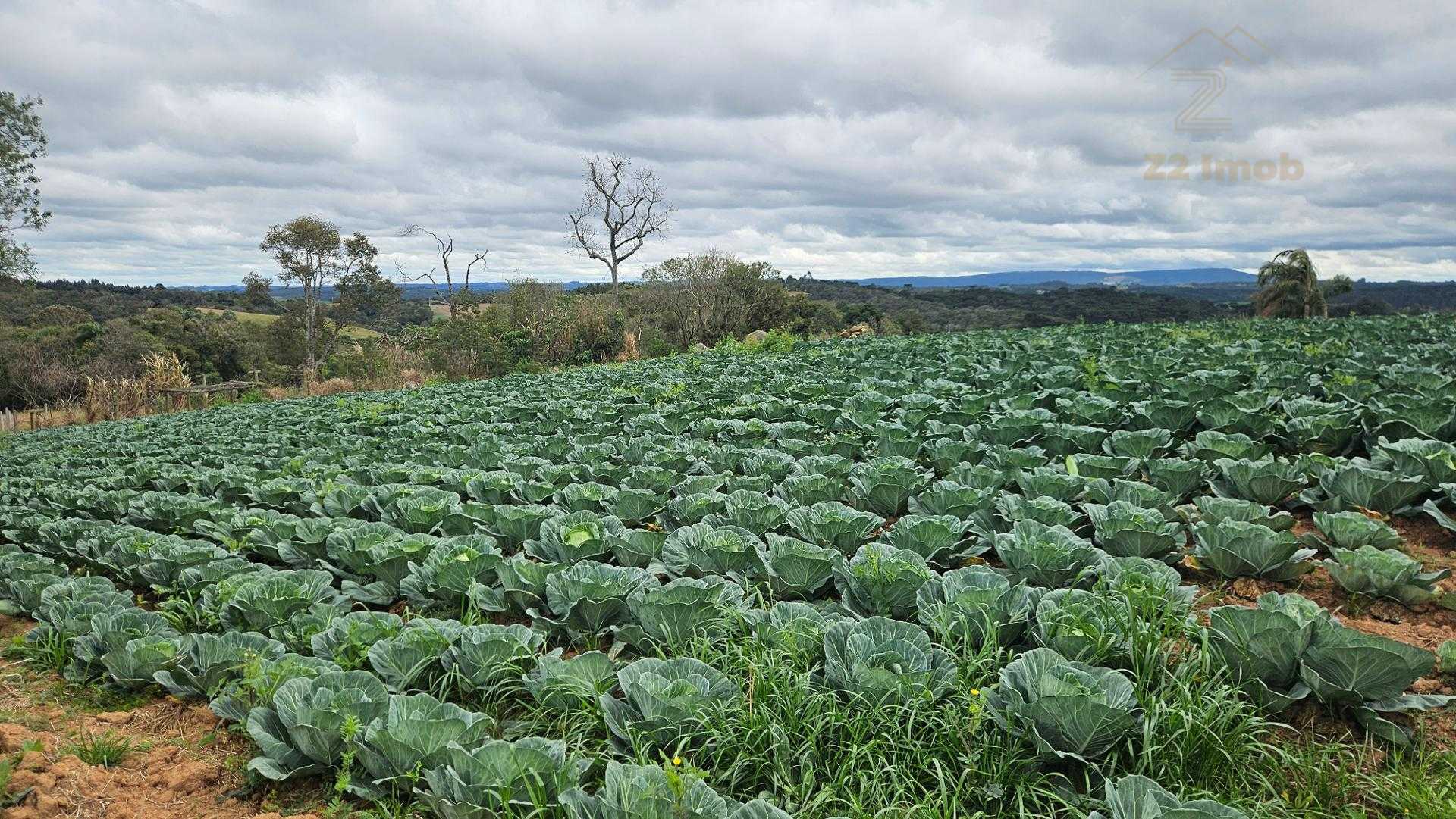 Chácara com Nascente, Vista Incrível e 44 Mil m  entre Araucár...
