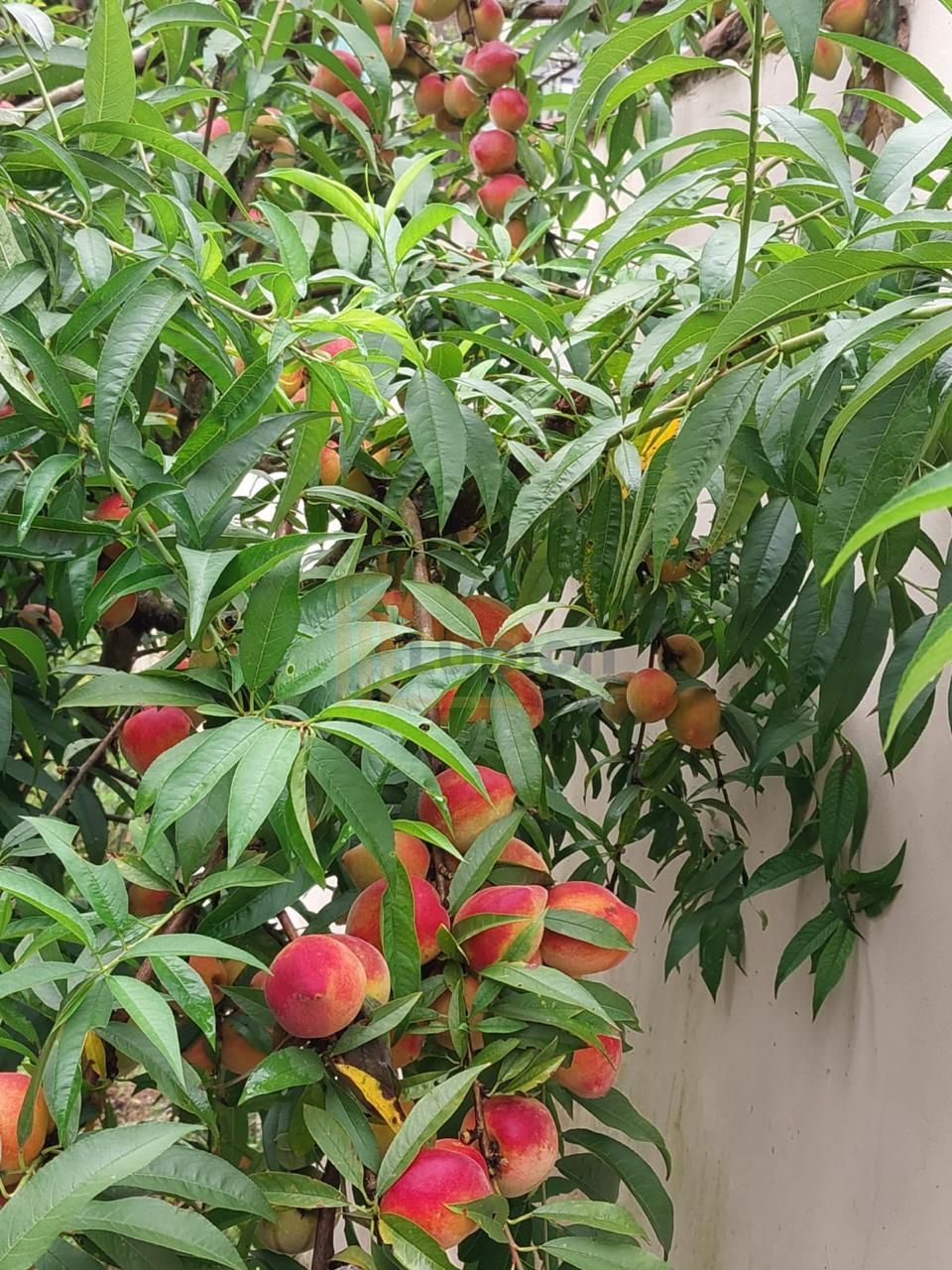 Mini Chácara em Mandirituba com 876m , 3 Quartos, Pomar e Rio ...