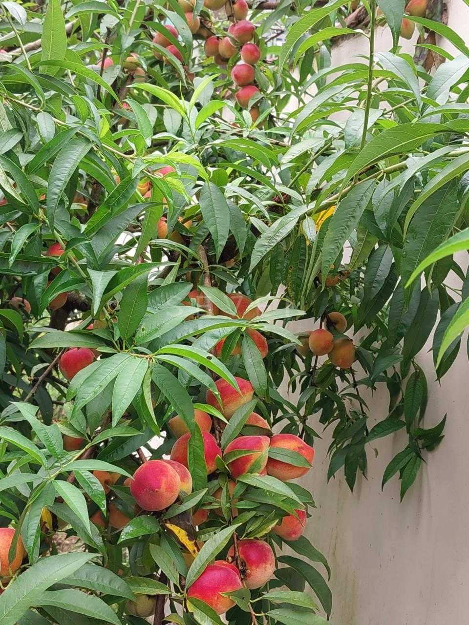 Mini Chácara em Mandirituba com 876m , 3 Quartos, Pomar e Rio ...