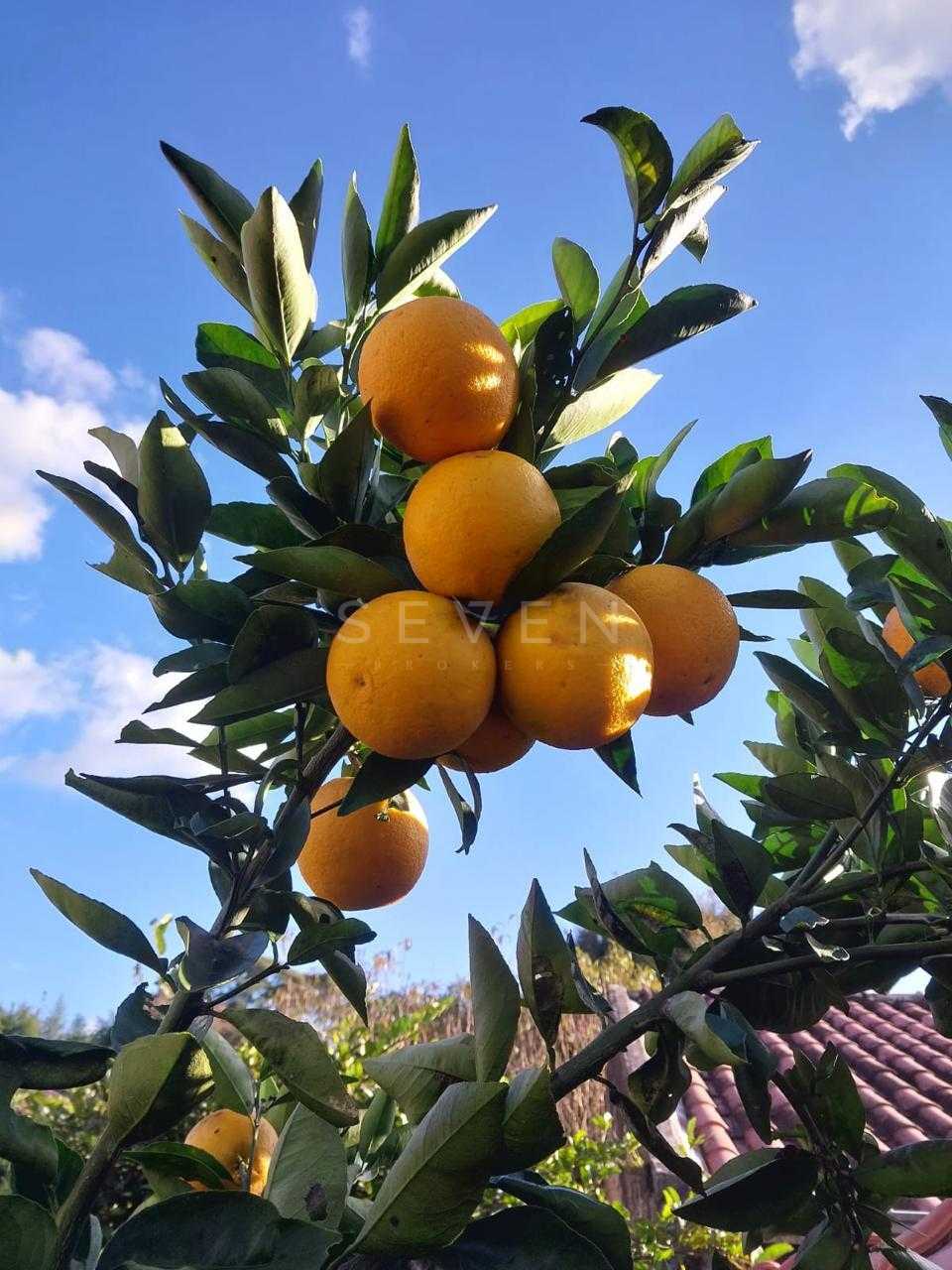 Mini Chácara em Mandirituba com 876m , 3 Quartos, Pomar e Rio ...