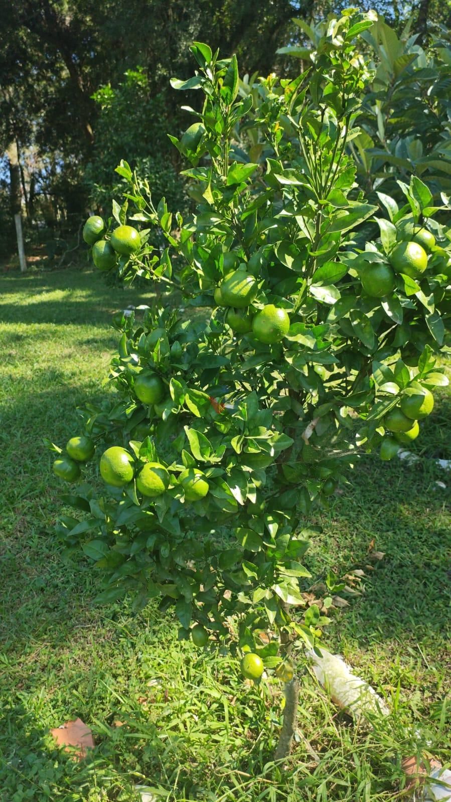Chácara à venda, CAMPESTRE DA FAXINA, CONTENDA - PR