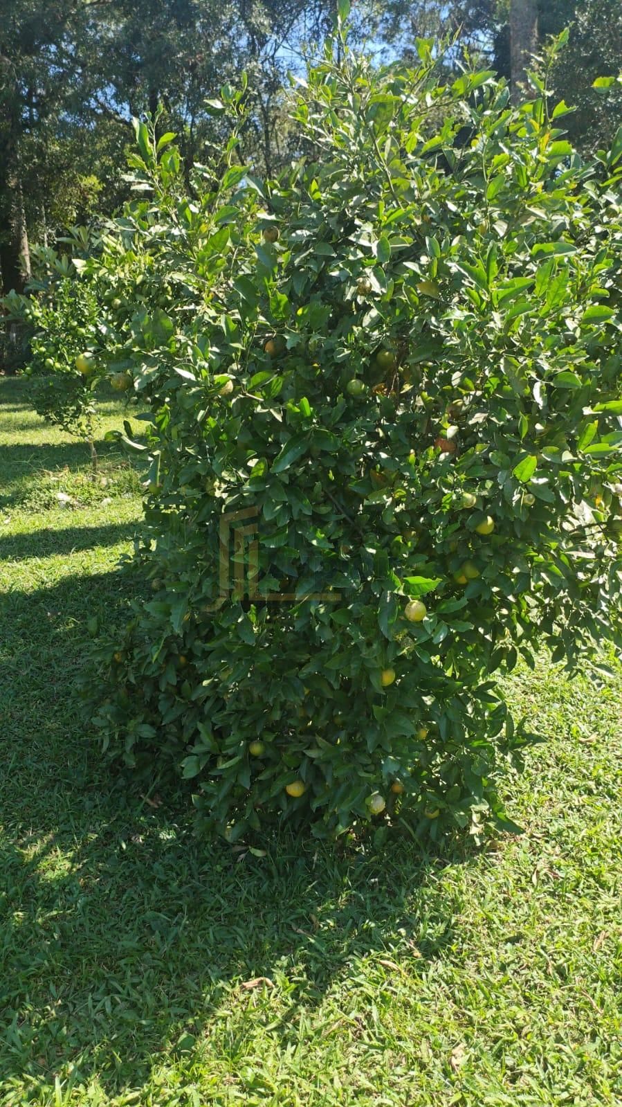 Chácara à venda, CAMPESTRE DA FAXINA, CONTENDA - PR