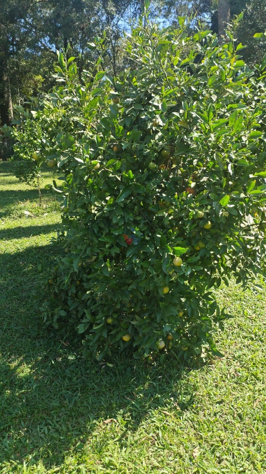 Chácara à venda, CAMPESTRE DA FAXINA, CONTENDA - PR