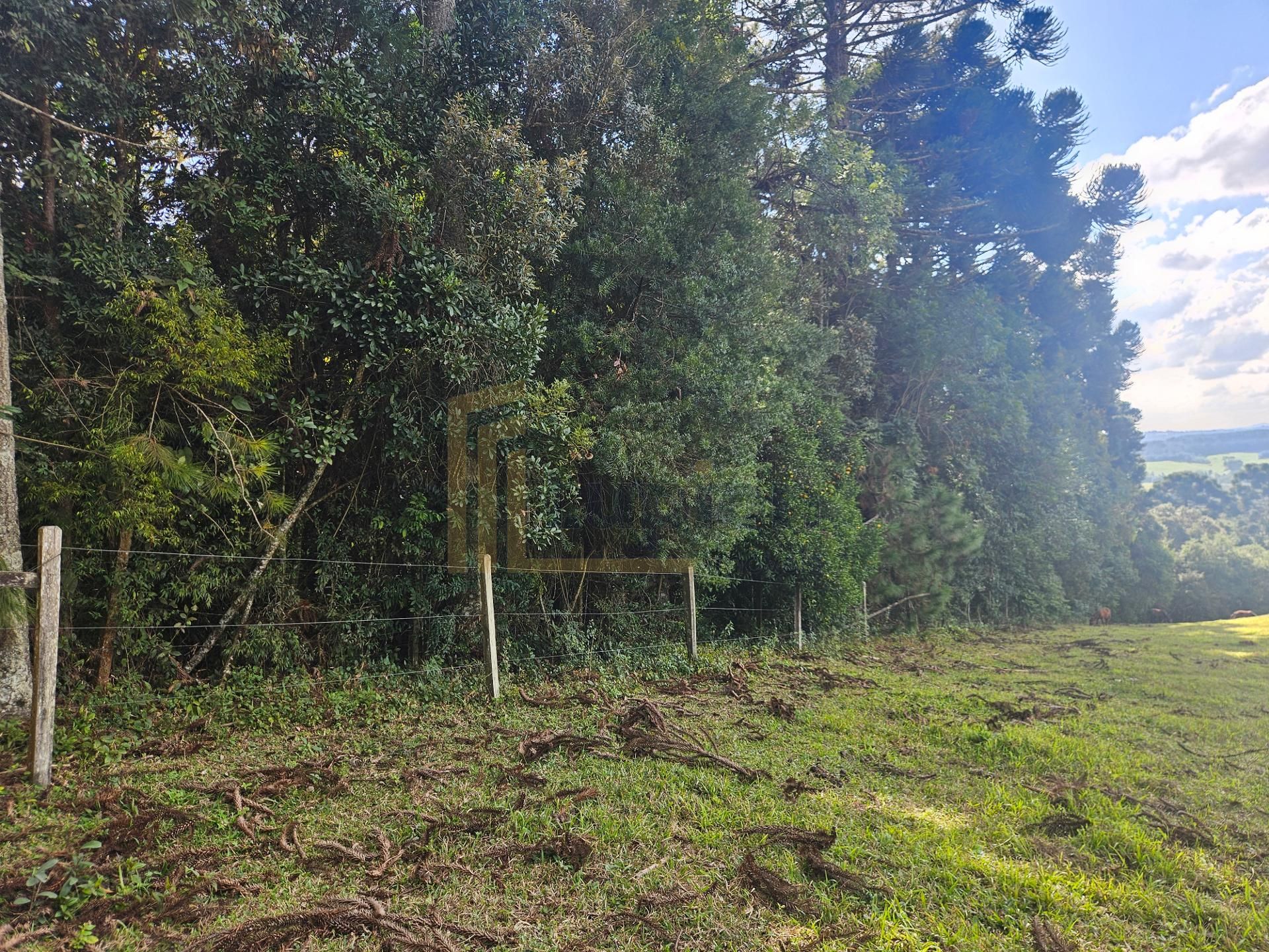 Área Rural Estratégica à Venda, 293.909,82 m², em Araucária