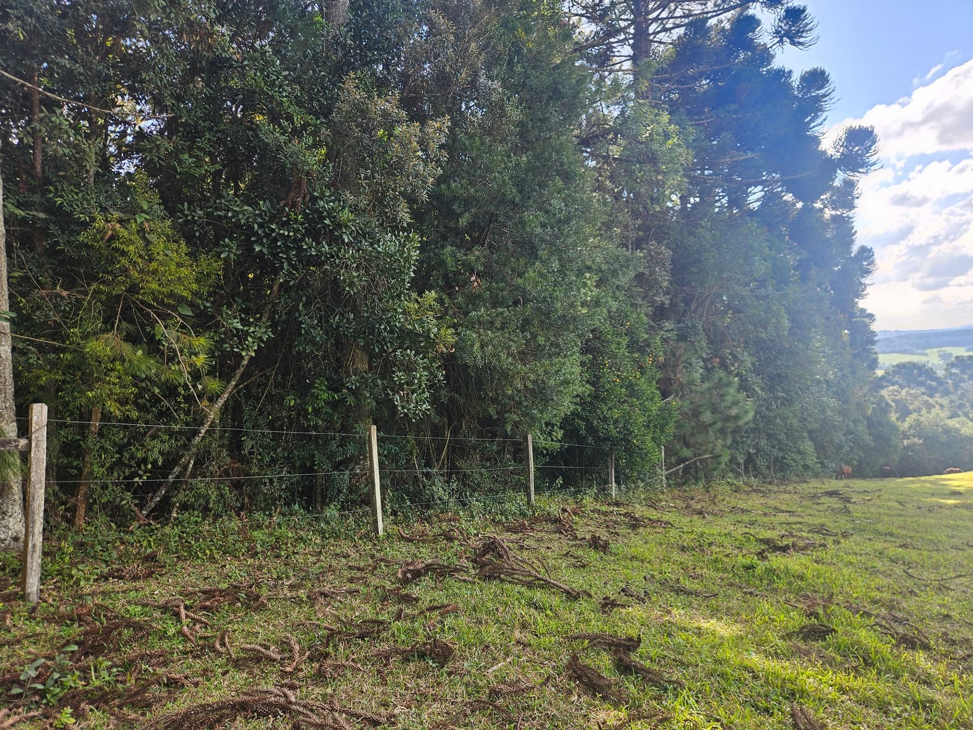 Área Rural Estratégica à Venda, 293.909,82 m², em Araucária